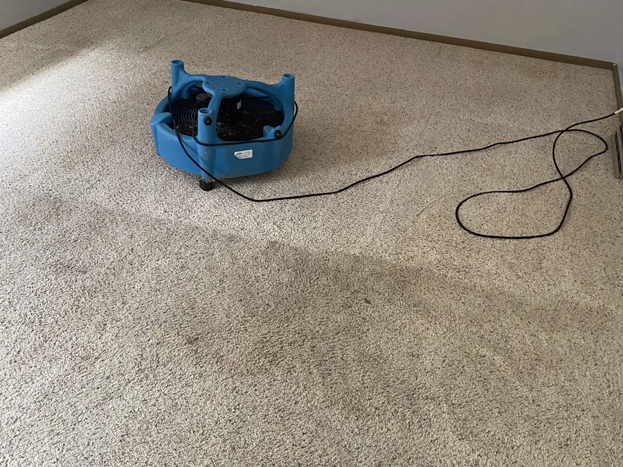 Carpet cleaning