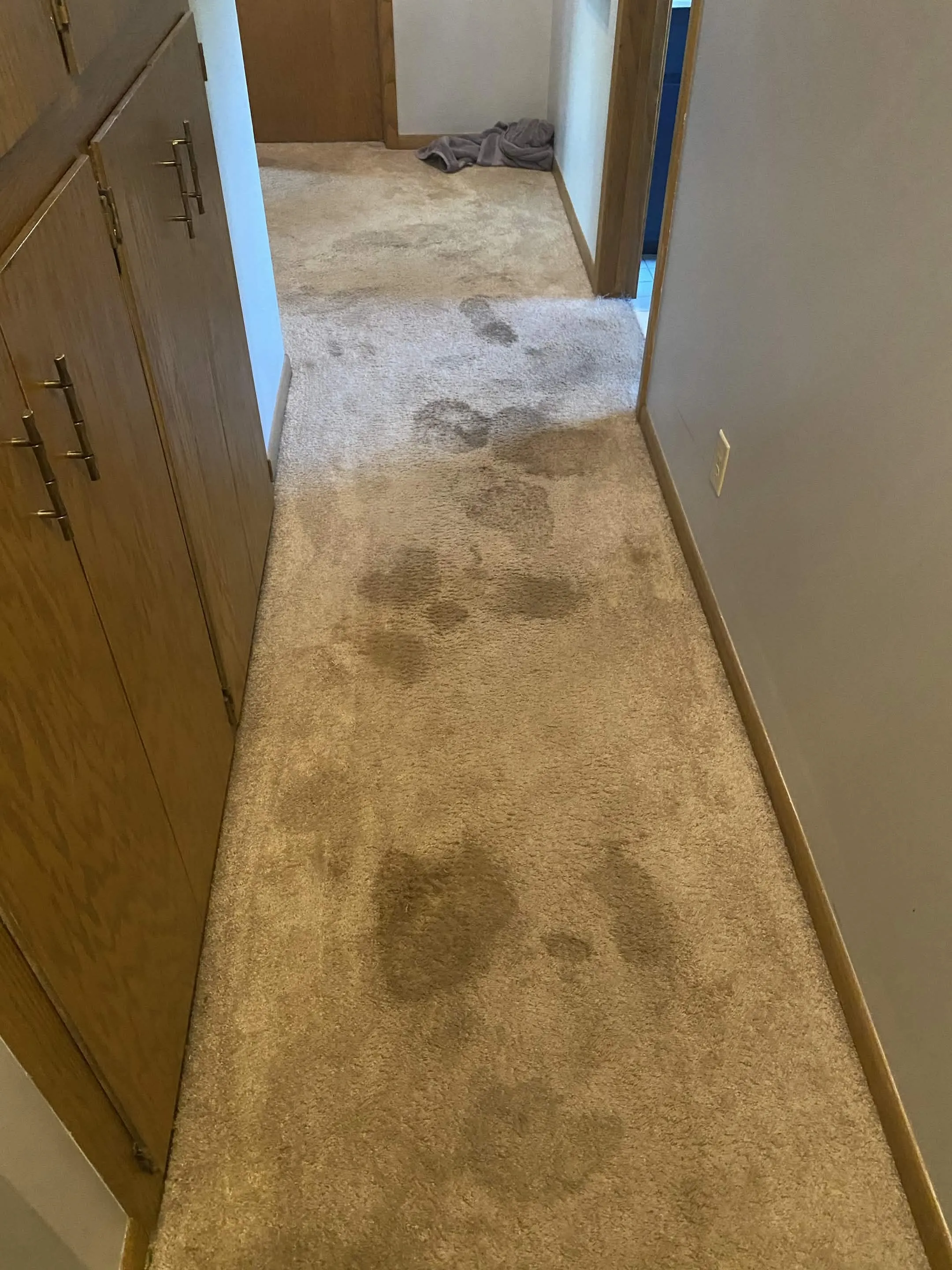 Before: Pet stains & odor