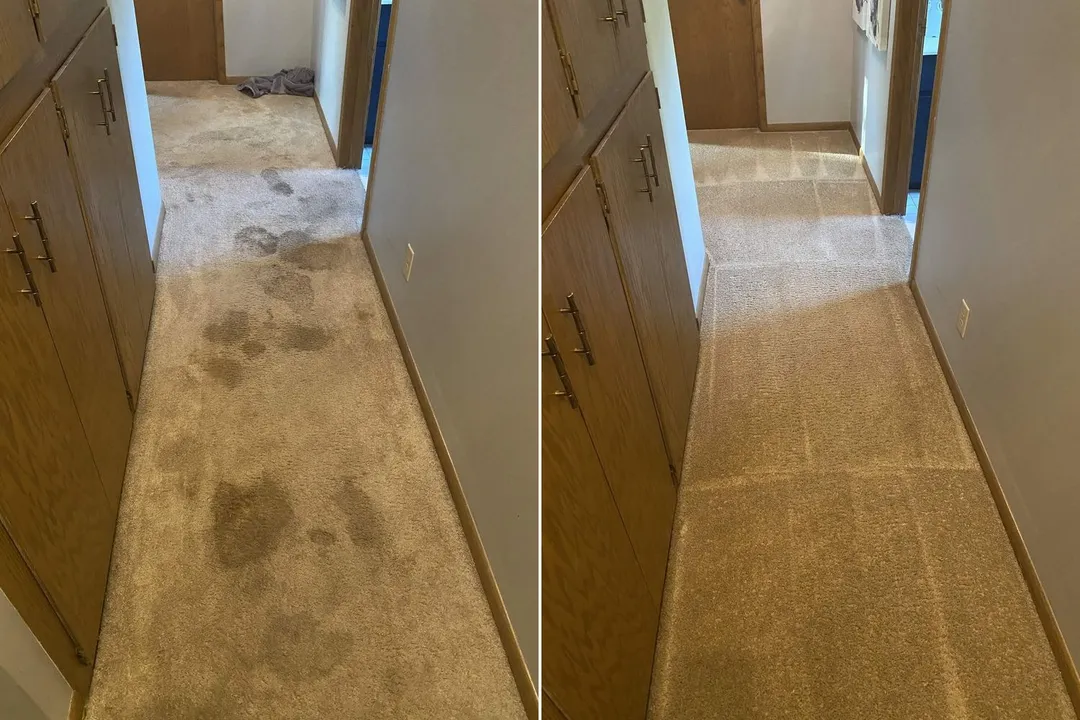 Before and after pet stain removal on a carpet in the Driftless Region