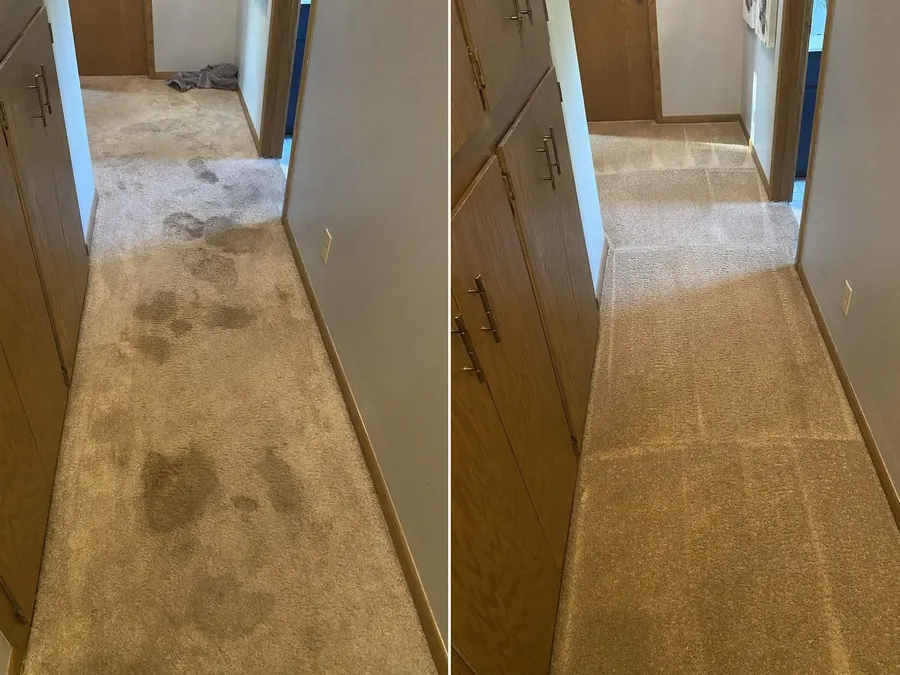Pet stains & odor in the Driftless Region